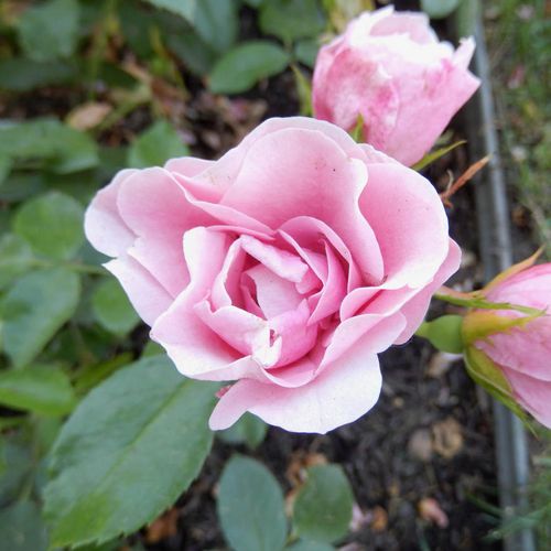 Gärtnerei - Rosa Nagyhagymás - rosa - floribundarosen - duftlos - Márk Gergely - Die Blütezeit beginnt in der ersten Junihälfte und dauert bis zum Herbst fast ununterbrochen an. Sie ist gegen Krankheiten tolerant, verträgt die Trockenheit und ist frostbes